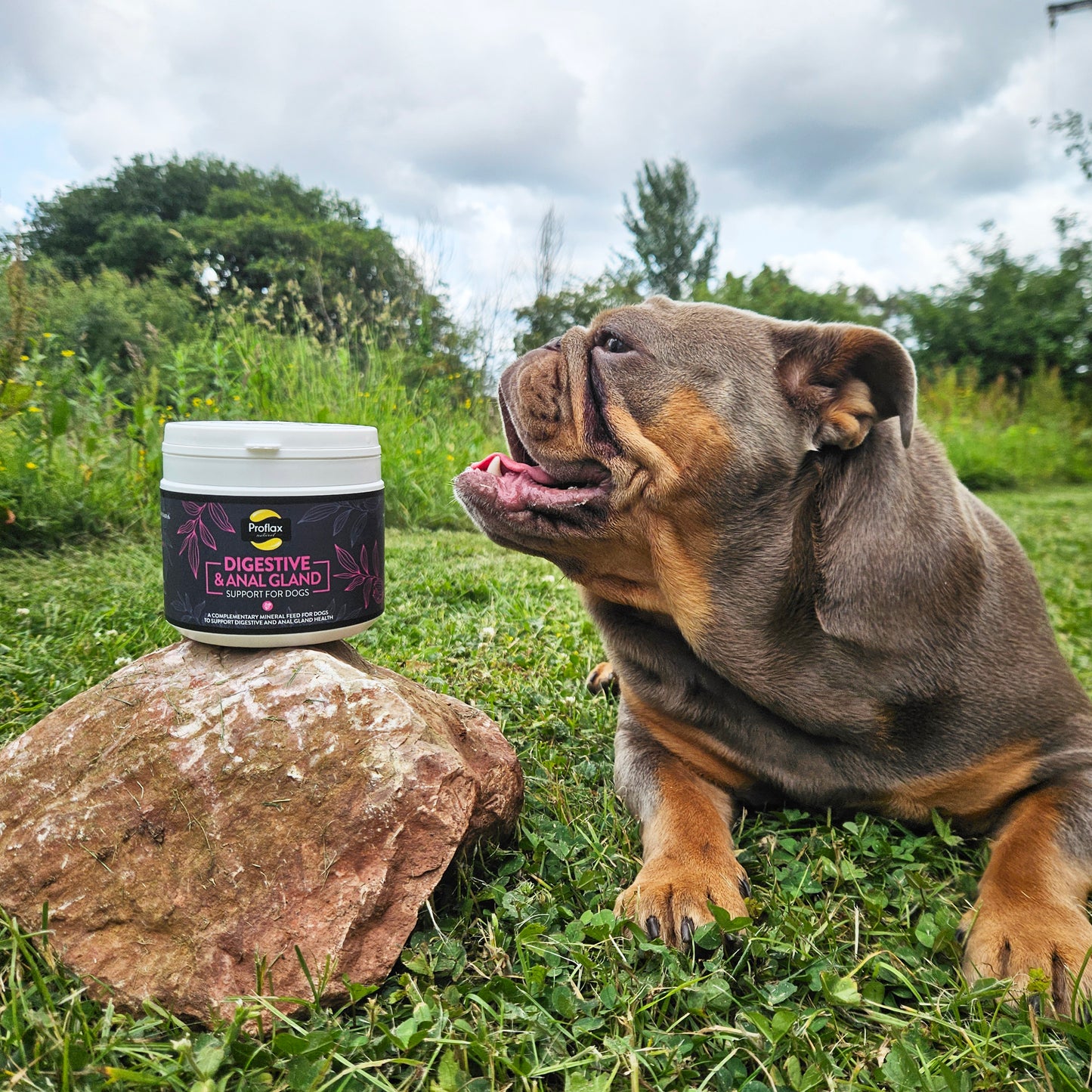 Proflax Digestive & Anal Gland Support for Dogs 350g