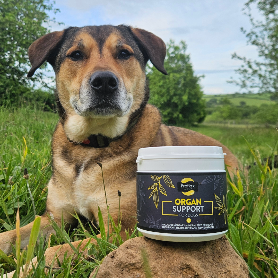 Proflax Organ Support For Dogs 350g