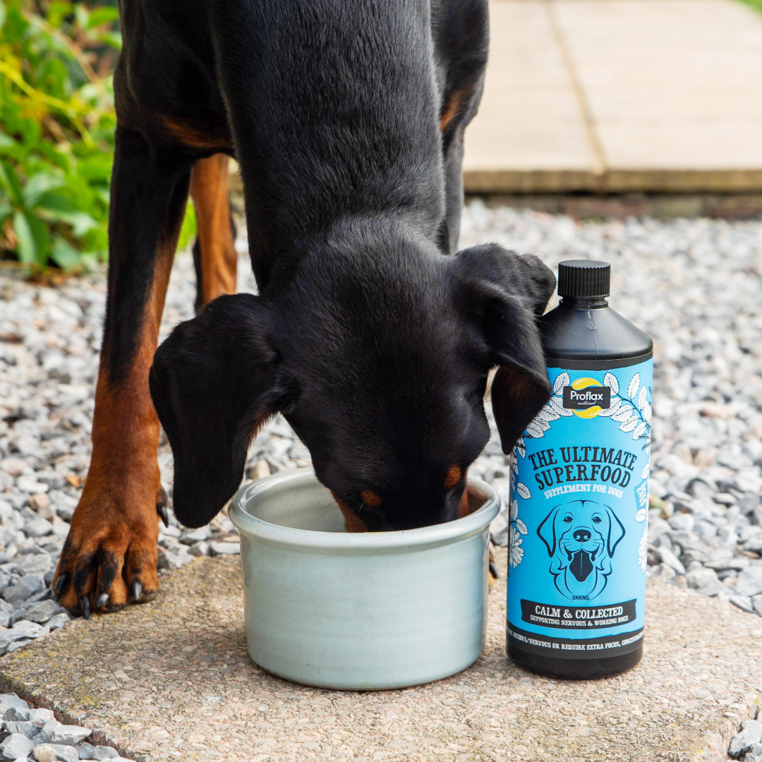 Proflax Calm & Collected for Dogs