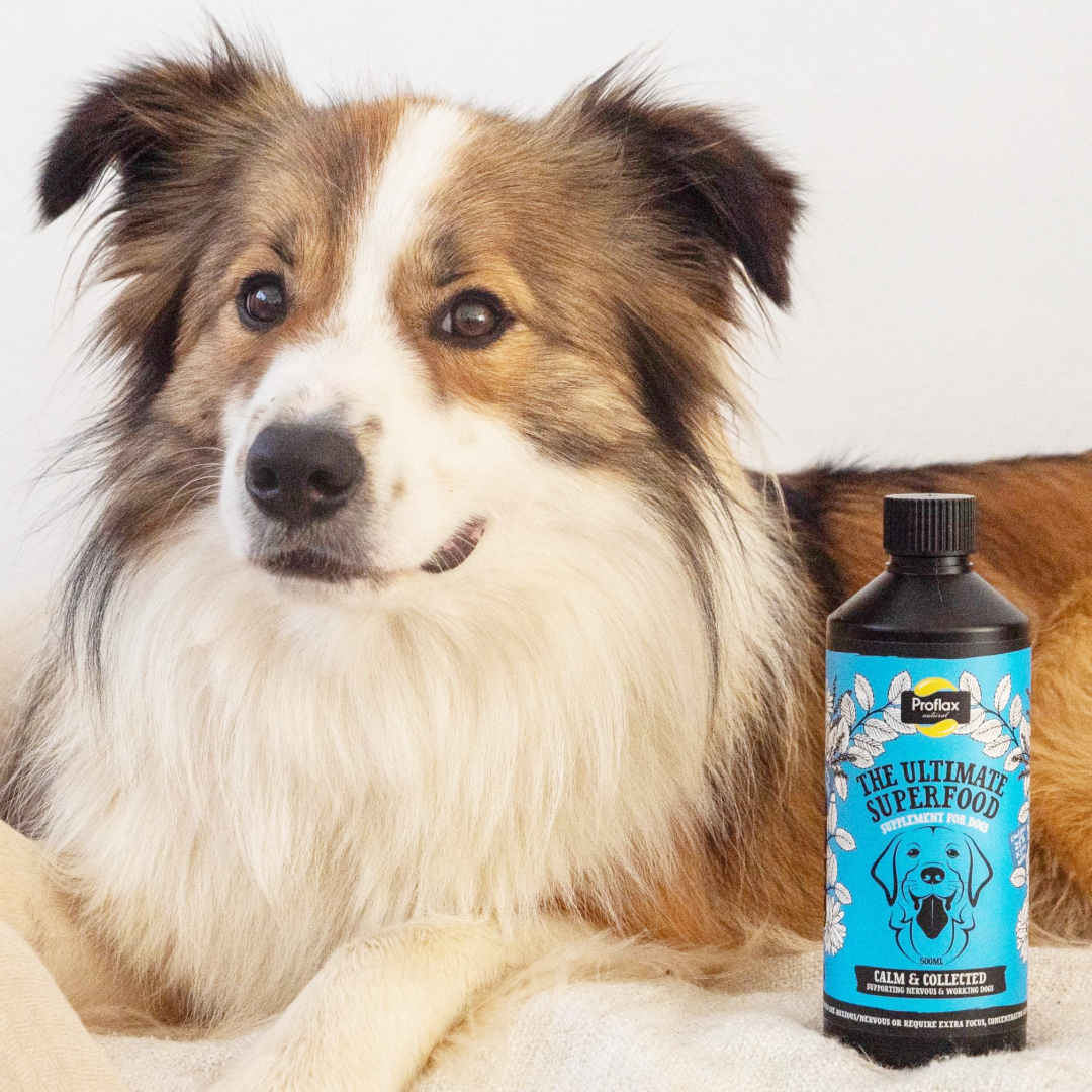 Proflax Calm & Collected for Dogs