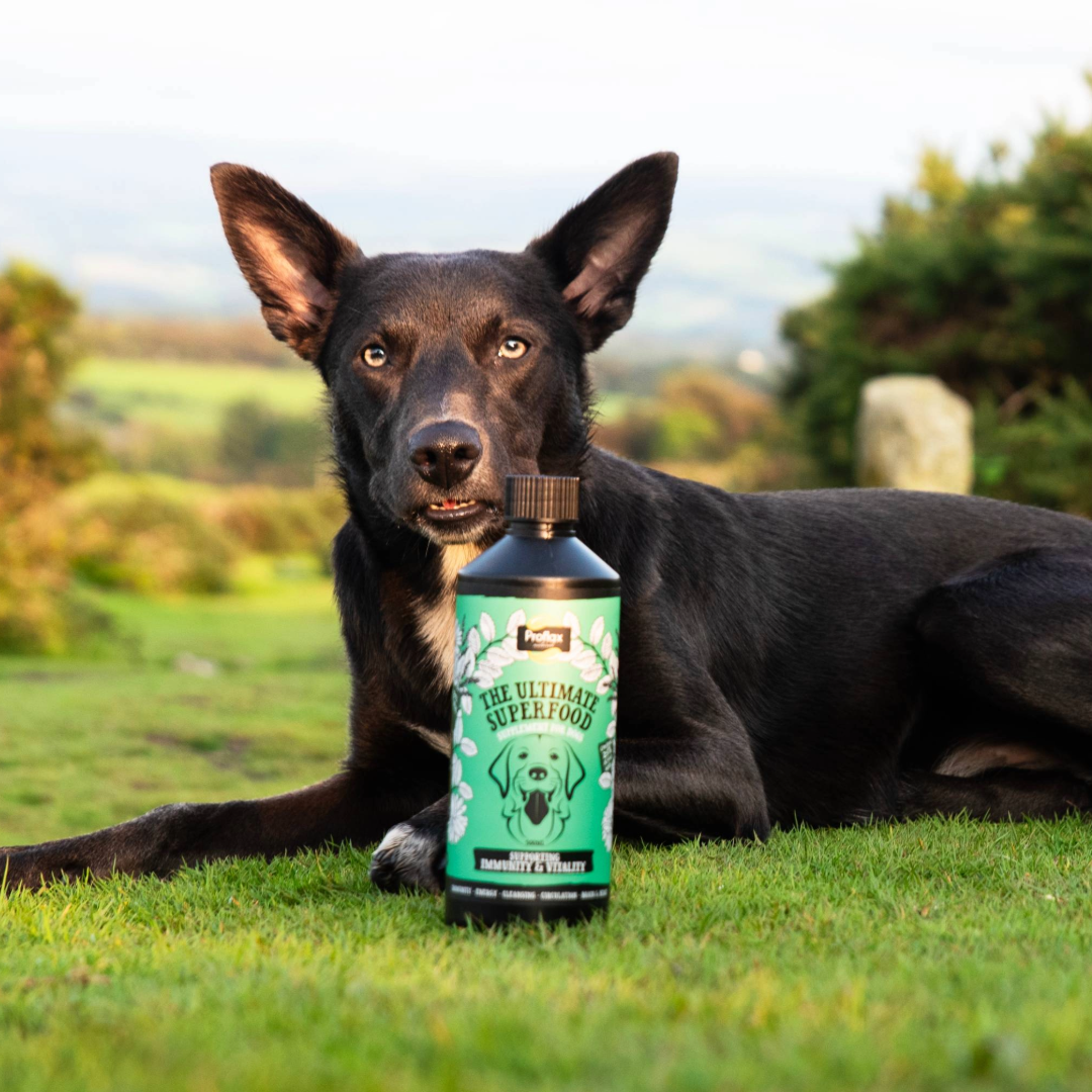 Proflax Immunity & Vitality for Dogs
