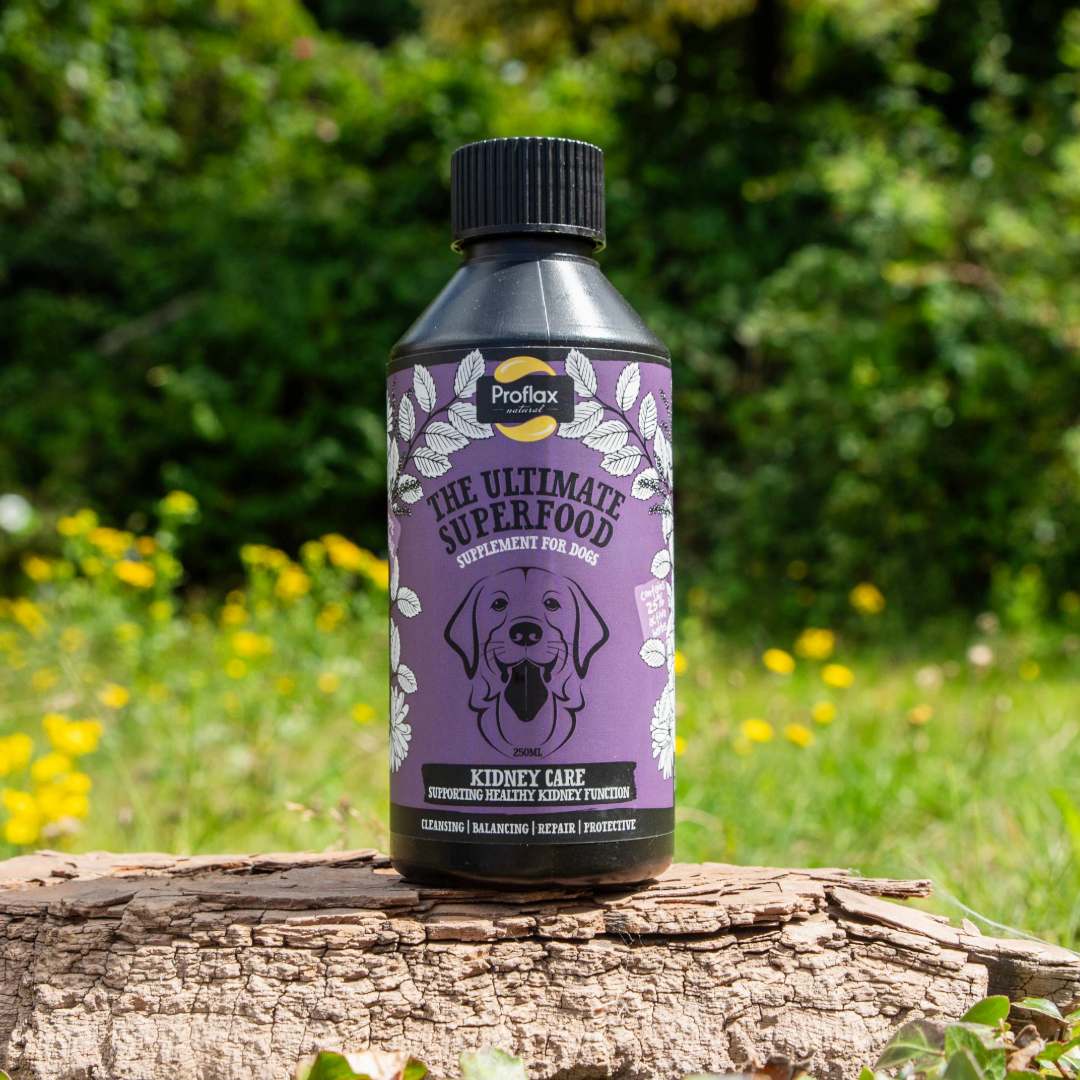 Proflax Kidney Care for Dogs