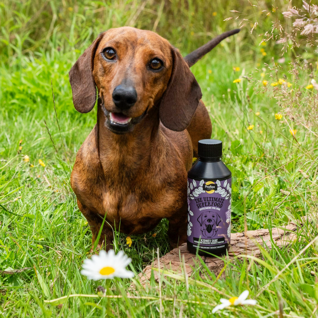 Proflax Kidney Care for Dogs