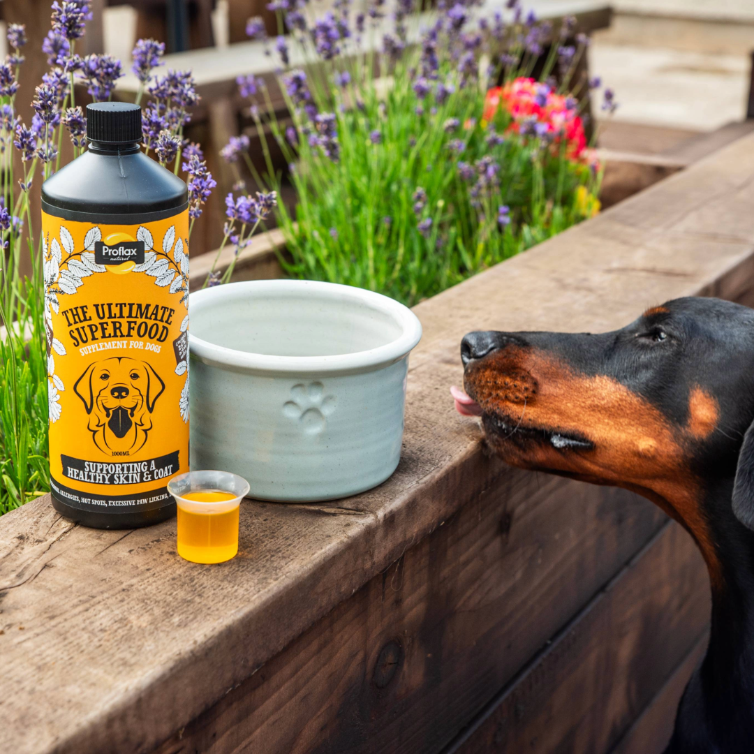 Skin & Coat Support for Dogs