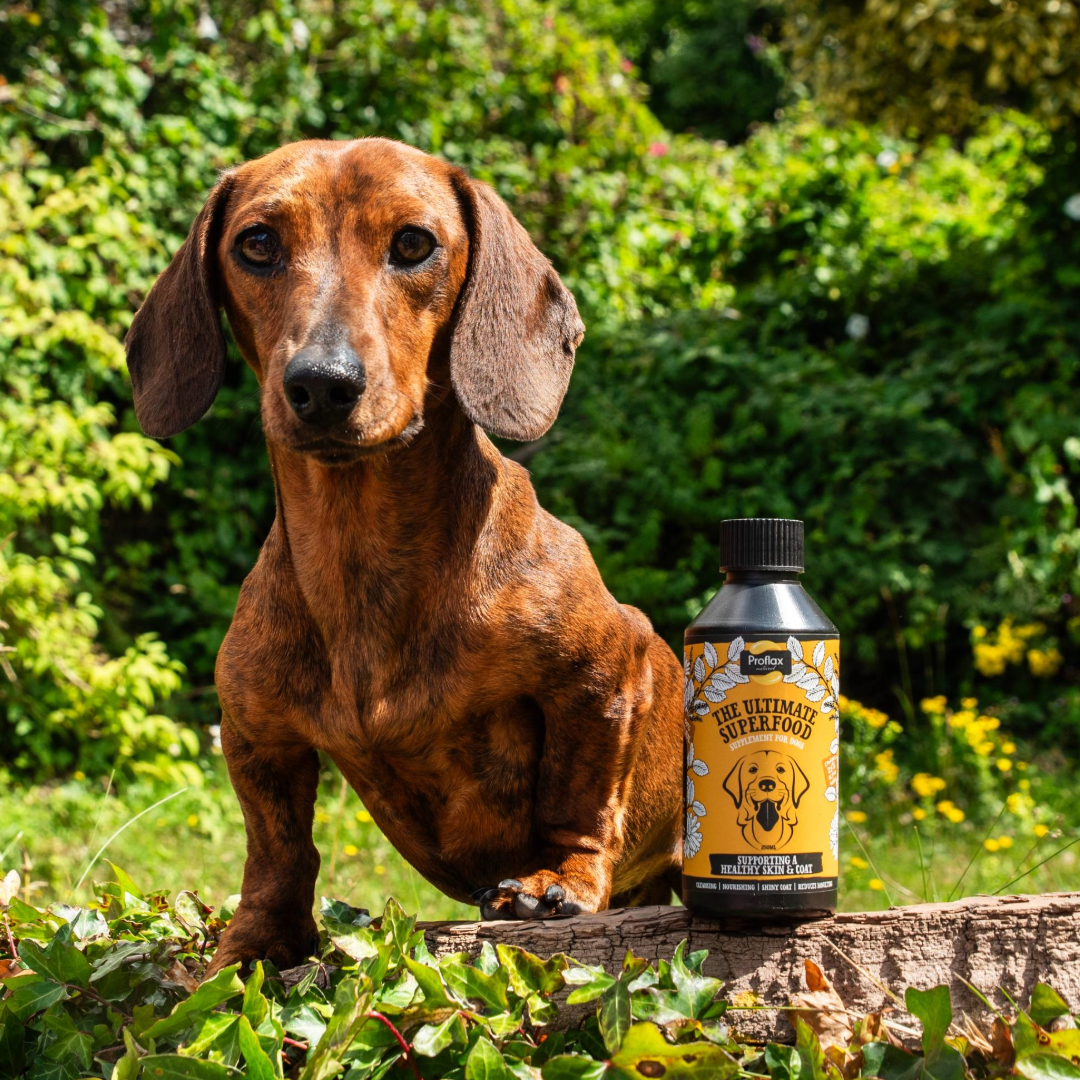 Skin & Coat Support for Dogs