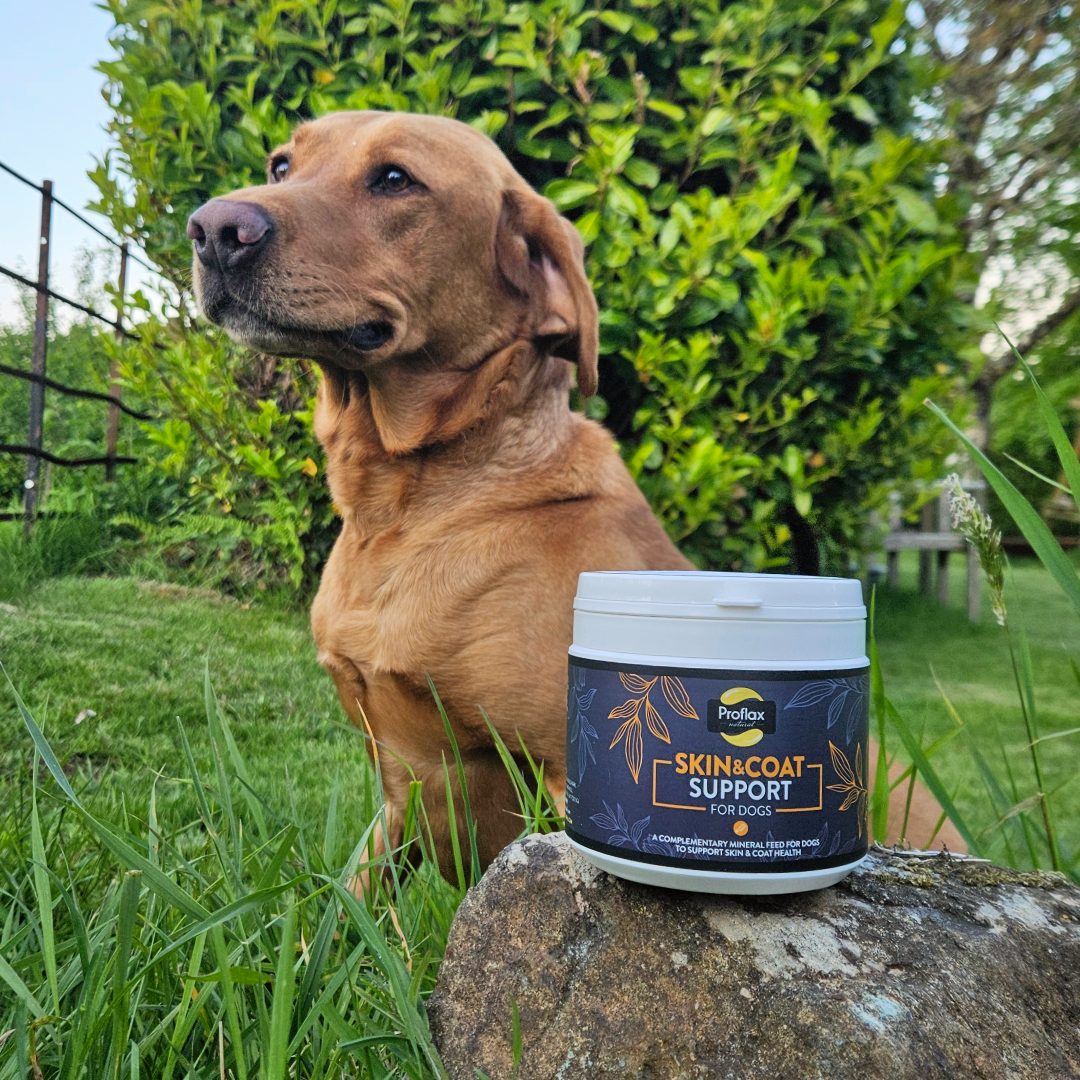 Proflax Skin & Coat Support for Dogs 350g