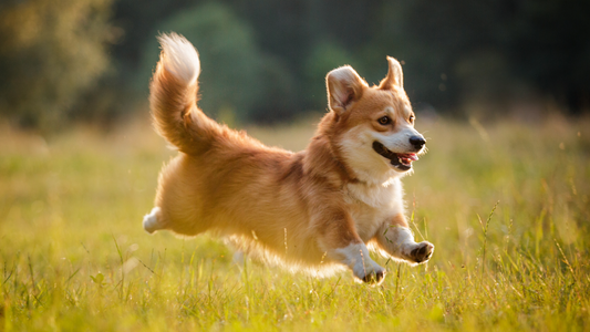 🐶 Gelenkunterstützung für Hunde in Deutschland – Natürliche Beweglichkeit mit Proflax