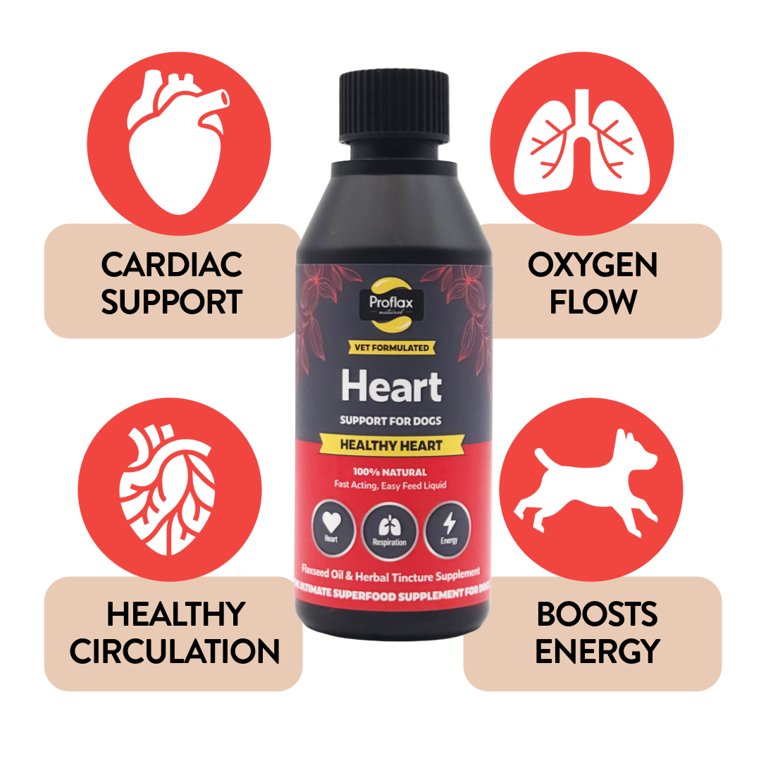 Heart & Circulation Support for Dogs - Healthy Heart