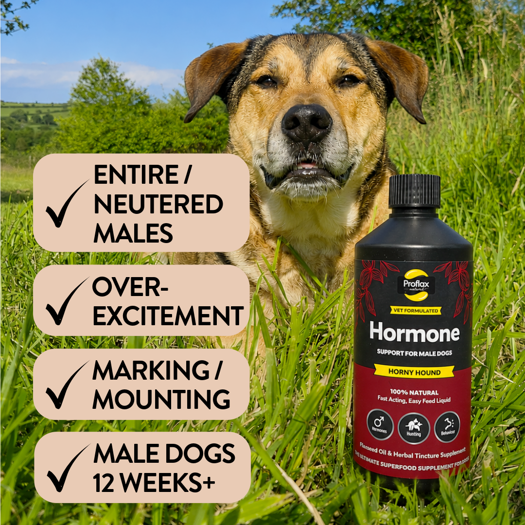 Emotional Balance for Male Dogs - Horny Hound