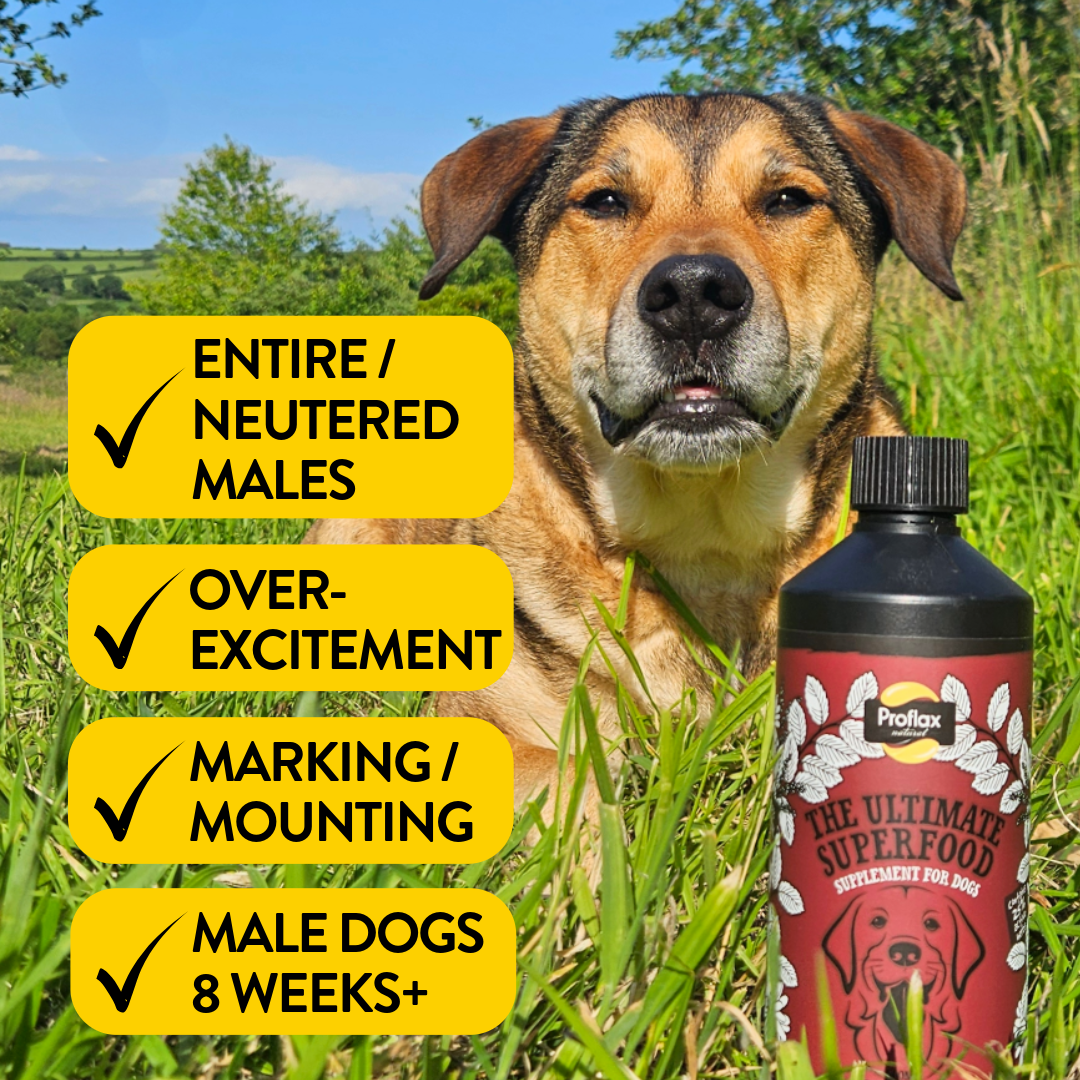 Emotional Balance for Male Dogs - Horny Hound