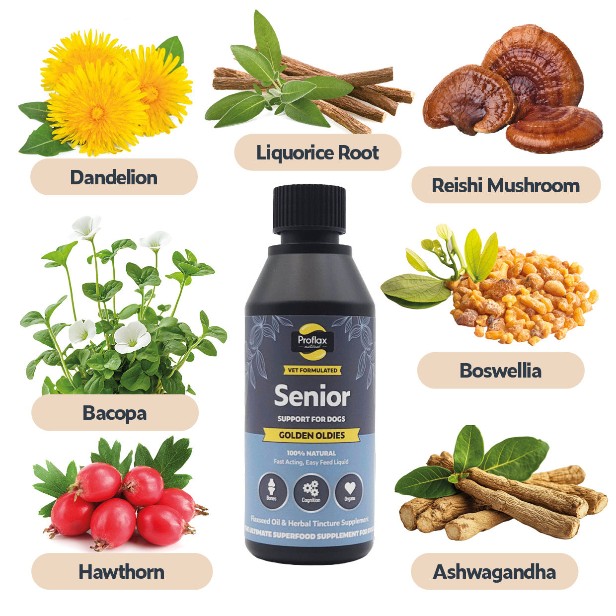 Senior Complete Blend  for Dogs - Golden Oldies