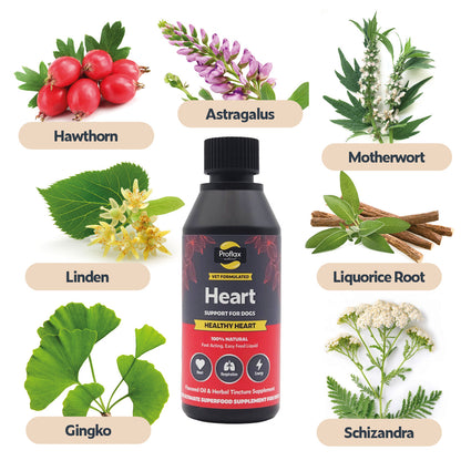 Heart & Circulation Support for Dogs - Healthy Heart