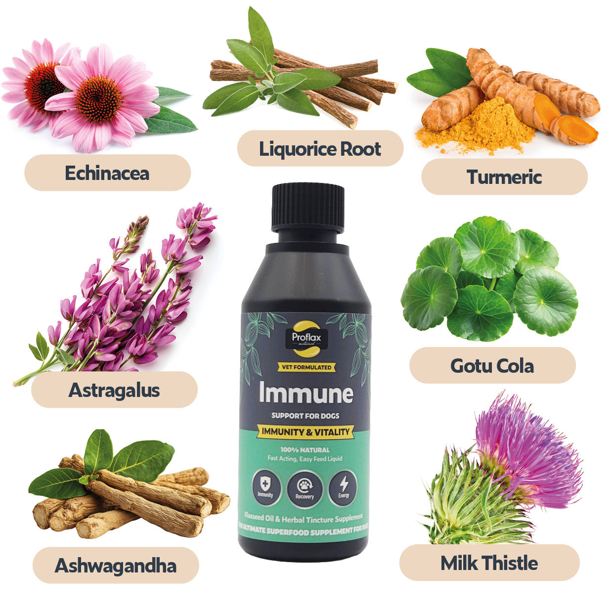 Immune & Energy Support for Dogs