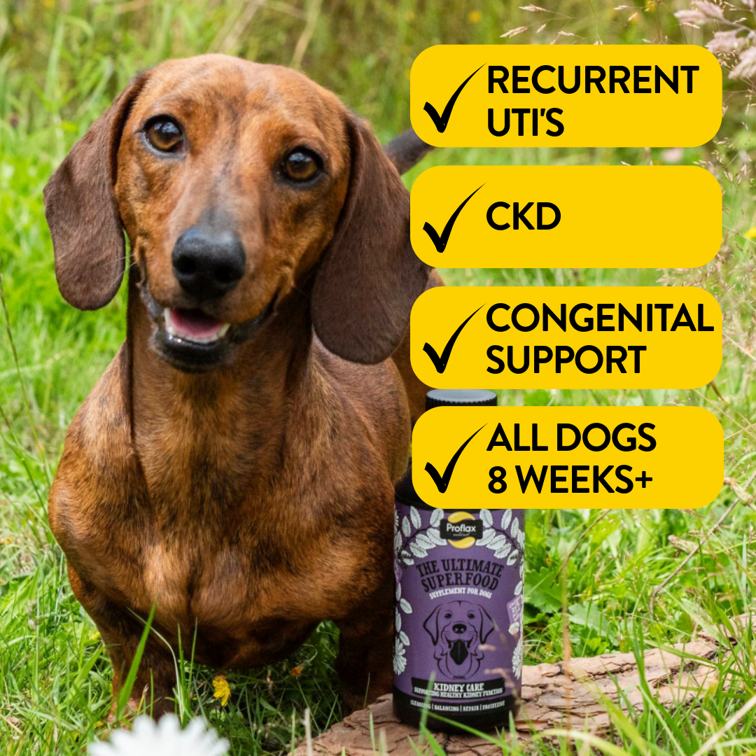 Kidney & Urinary Support for Dogs - Kidney Care