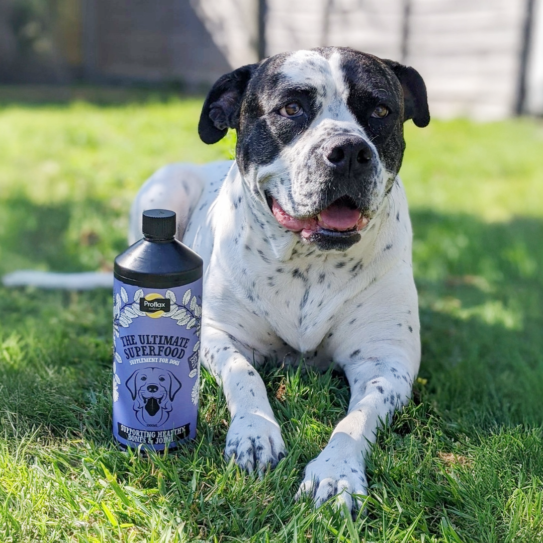 Proflax Bone and Joint for Dogs