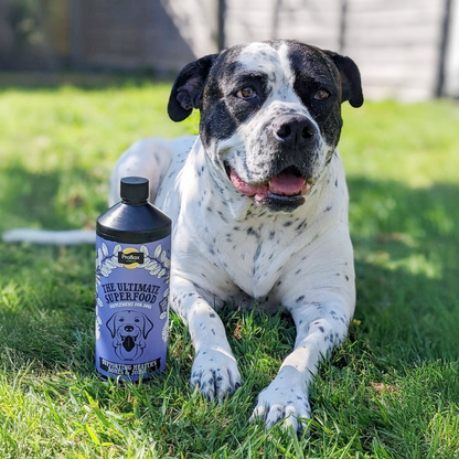 Proflax Bone and Joint for Dogs