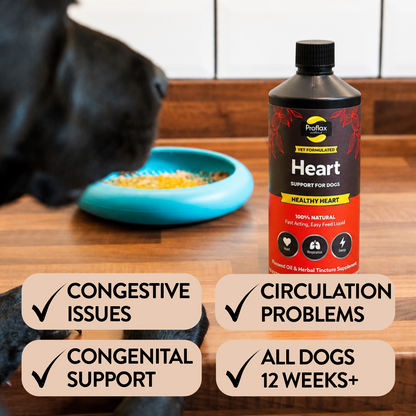 Heart & Circulation Support for Dogs - Healthy Heart