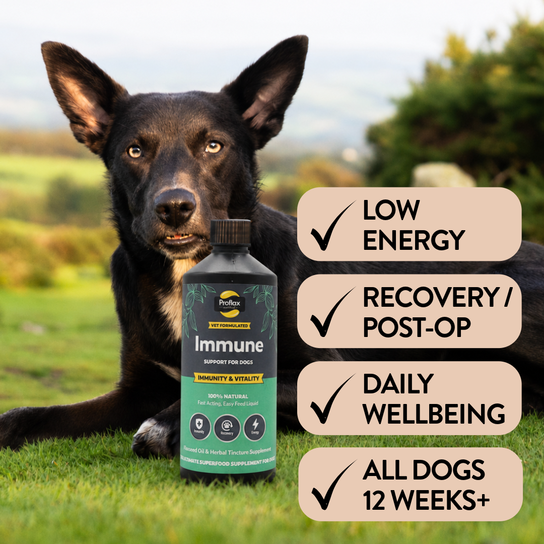Immune & Energy Support for Dogs