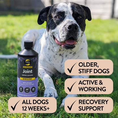 Bone, Joint & Mobility Support for Dogs