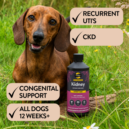 Kidney & Urinary Support for Dogs - Kidney Care