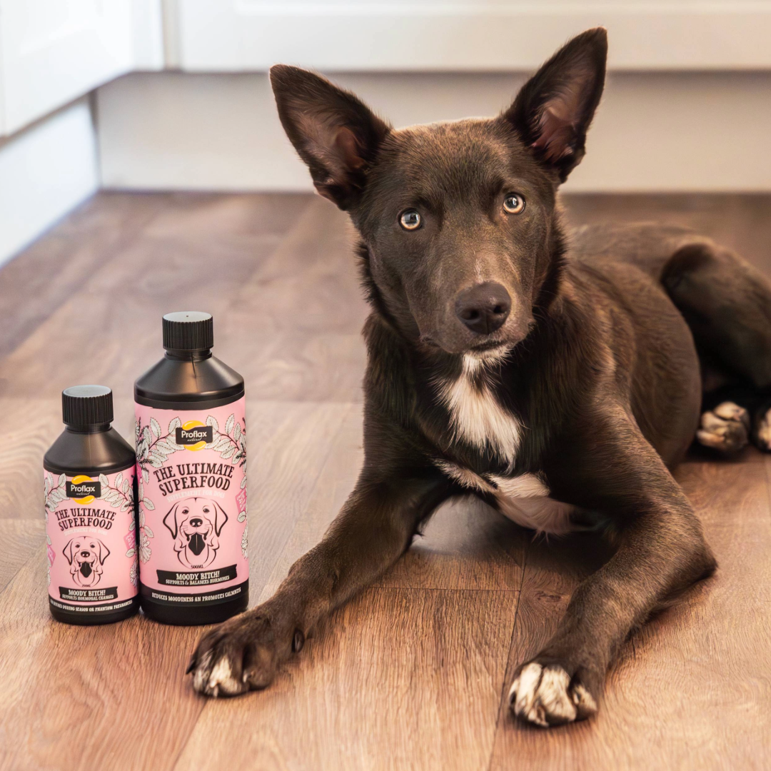 Proflax Moody Bitch for Dogs