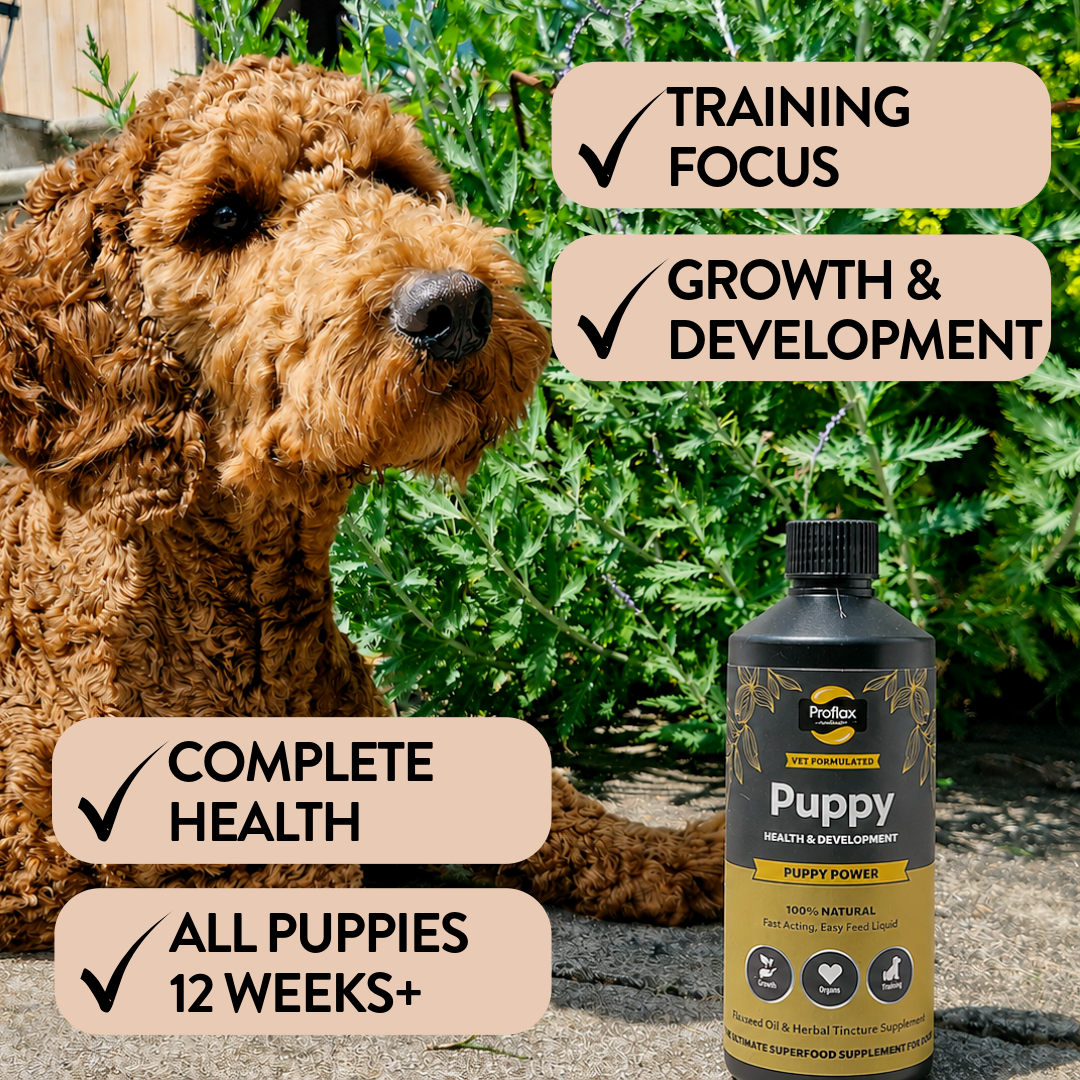 Puppy Digestion & Growth Support - Puppy Power