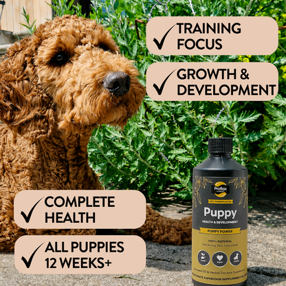 Puppy Digestion & Growth Support - Puppy Power