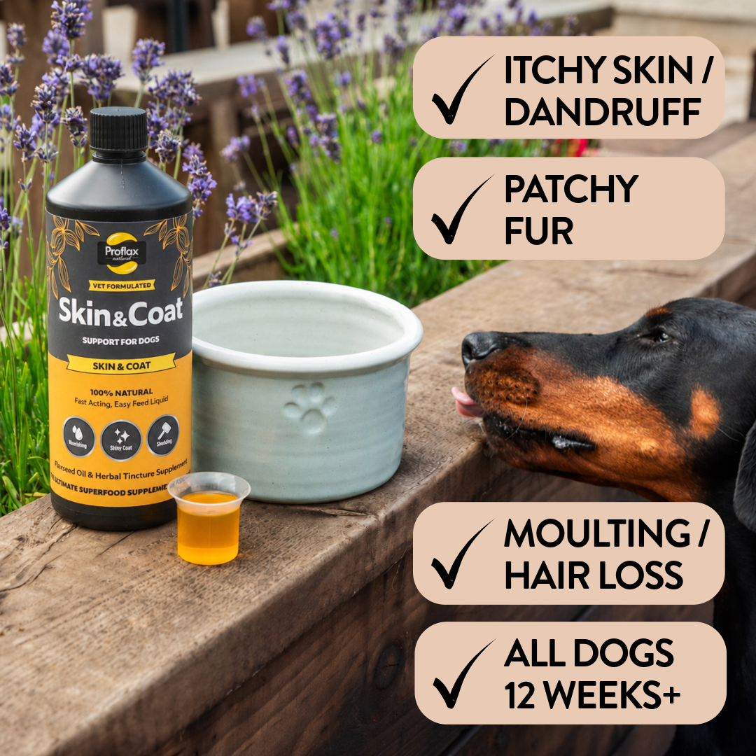Skin & Coat Support for Dogs