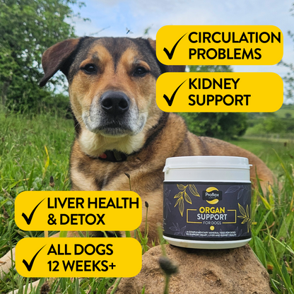 Proflax Organ Support For Dogs