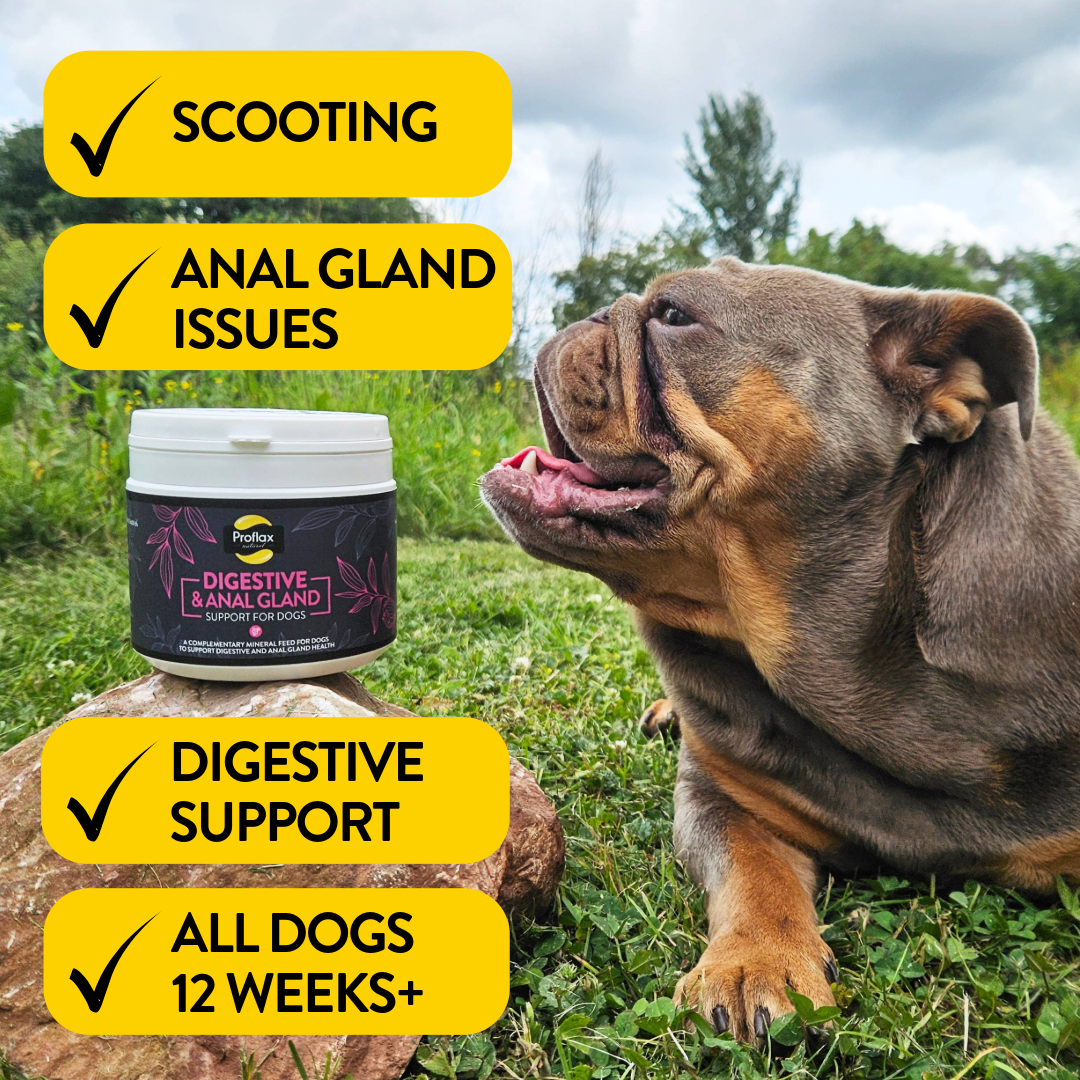 Proflax Digestive & Anal Gland Support for Dogs