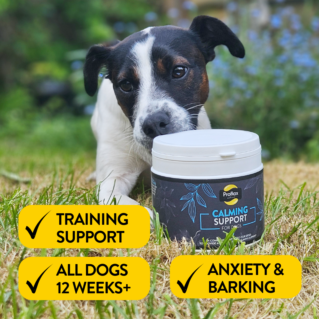 Proflax Calming Support for Dogs