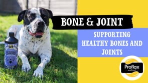 Proflax Bone and Joint for Dogs