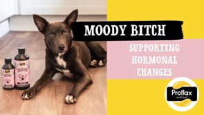 Proflax Moody Bitch for Dogs