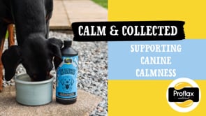 Proflax Calm & Collected for Dogs