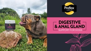 Proflax Digestive & Anal Gland Support for Dogs 350g