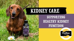 Proflax Kidney Care for Dogs